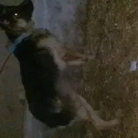 ژرمن شپرد ماده معاوضه دارم