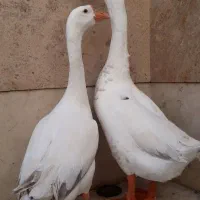 قوغاز جوان وسرحال