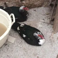 اردک اسرائیلی اصیل وسنگین وزن خالص