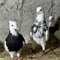 کبوترطوقی|پرنده|چابهار, |دیوار