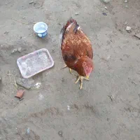 مرغ و خروس فروشی