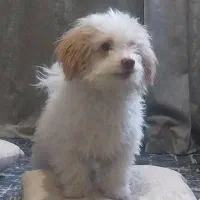 نژاد پودل