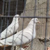 کفتر پتی واله اصیل