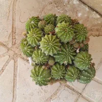 کاکتوس فروشی