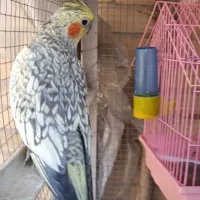 یک عدد عروس هلندی گمشده