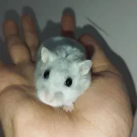 همستر وینتر وایت|موش و خرگوش|تهران, افسریه شمالی|دیوار