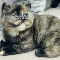 بچه گربه بریتیش