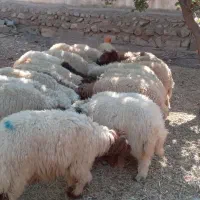 ۲۴ عدد بره صادراتی بفروش میرسید|حیوانات مزرعه|پلدختر, |دیوار