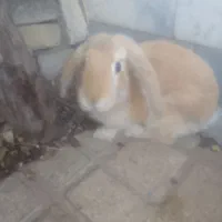 خرگوش