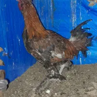 خروس گلین پروپاو جوجه ۴.۵ ماهه
