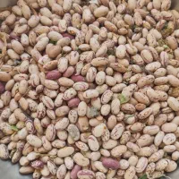 لوبیا چیتی درجه یک 200 کیلو