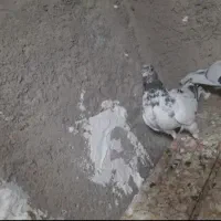 کبوتر  پرشی پاکستانی|پرنده|قم, شهرک مهدیه (مدرس)|دیوار