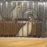 مجموعه عروس هلندی آوازخوان نر و ماده