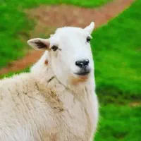 بره نره جوان برای تمامی مراسمات