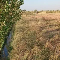 زمین کشاورزی و باغ