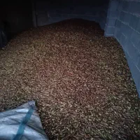 بلوط یاسوج|عمدهفروشی|یاسوج, |دیوار