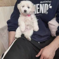 سگ پاکوتاه|سگ|قم, جمکران|دیوار