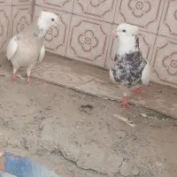 چهارجفت طوقی