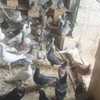 کبوتر صید المانی و رنگه