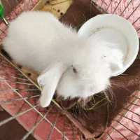 خرگوش