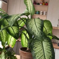 فروش گل دیفن باخیا‌