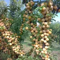 نهال ریشه پرس ارقام آلو لیبل دار