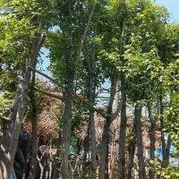 جابجایی درخت بن بالا و نهال پایان کار شهرداری|خدمات باغبانی و درختکاری|تهران, اختیاریه|دیوار