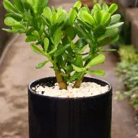 گیاه ثروت با گلدان سرامیکی