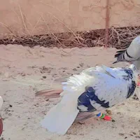 کفتر|کلکسیون و سرگرمی|هیرمند, |دیوار