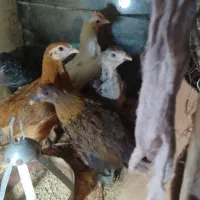 جوجه محلی