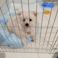 سگ پامر خرسی مینیاتوری کوچولو همراه وسایلش|سگ|خرمآباد, |دیوار