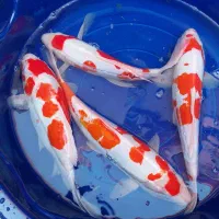 ماهی کوی ریز و مولد