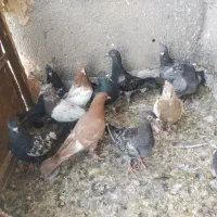 جوانه کفتر|پرنده|باشتین, |دیوار