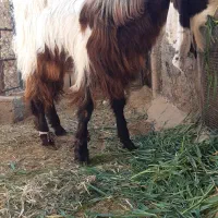 فروش گوسفند نر داشتی|حیوانات مزرعه|رونیز, |دیوار