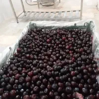 آلبالو تازه منجمد امسالی