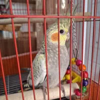 پرنده .مرغ عشق وقناری و عروس هلندی