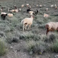قوچ ۳سال فروشی