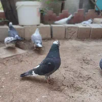 کبوتر پرشی
