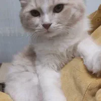 واگذاری پیشی کوچولو