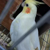 عروس هلندی جفت