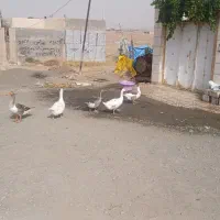 تعداد۴عدد غاز  جهت فروش|حیوانات مزرعه|مشهد, شهرک مهرگان|دیوار