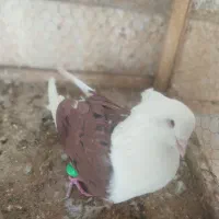 دم سیاه،پشت سرخ ،کاکلی،کبوتر،|پرنده|کاشمر, |دیوار