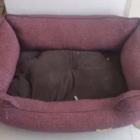 حیوان|موش و خرگوش|گنبد کاووس, |دیوار