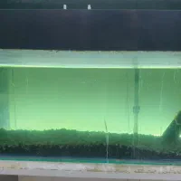 آکواریوم سیکرویت