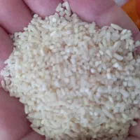 برنج هاشمی درجه یک باپخت عالی درجه یک|خوردنی و آشامیدنی|رشت, لاکان|دیوار