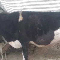 فروش فوقولاده|حیوانات مزرعه|تالش, طولارود|دیوار