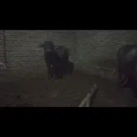 کلچه نروماده