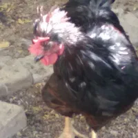 فروش خروس زیبا و جوان|حیوانات مزرعه|فرخ‌شهر, |دیوار