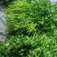 پاک کردن شستن خورد کردن سبزی