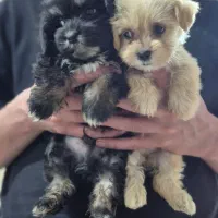 سگ شیتزو اصل|سگ|سنگر, |دیوار